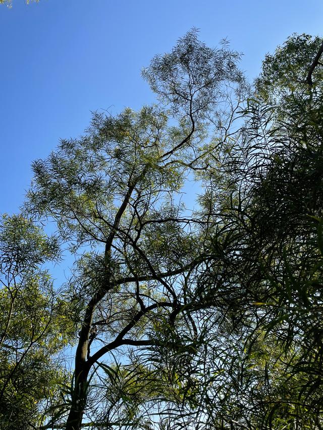 我们曾经终日游荡在故乡的青山上是什么歌，我们曾经终日游荡在故乡的青山上小时代