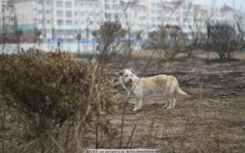 我变成一只狗1汉化版下载，我变成了一条狗作文600字