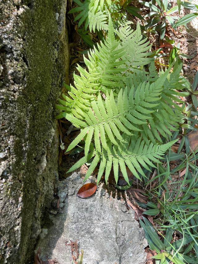 我们曾经终日游荡在故乡的青山上是什么歌，我们曾经终日游荡在故乡的青山上小时代